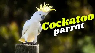 Meet the Smartest Parrot – Cockatoo.#cockatooparrot #birdwatching