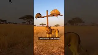 Amazing Jungle Video  #funny #fighting #animals #shortsfeed