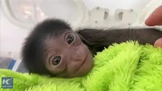 China performs the first caesarean section on siamang ape