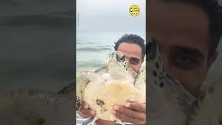 Barnacle Removal Saves This Sea Turtle 🐢🌊