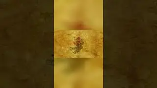 Zelda Short