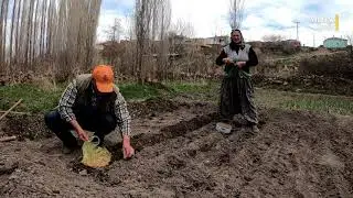 Bostan İşleri Başladı : Köyde Soğan Ekimi