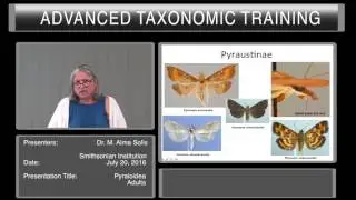 Overview: Pyraloidea Adults