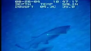 EXTREMELY RARE sighting of FRILLED SHARK in NATURAL HABITAT (2004)