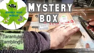 Mystery box from Jerimie's wild world