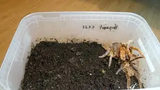 Pelinobius muticus mating (2nd female, 2nd season)