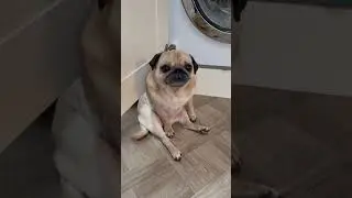 Beautiful pose 💖 pug world #pug #puglife