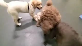 Puppy Parties May 13!