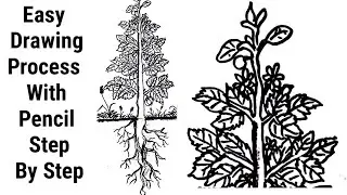 Beginners drawing class-2 | Draw a plant of parts | Pencil drawing tutorial | DrawWithG.S143