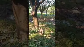 Can you find baby langur Monkey? #langurmonkey #babymonkey #shortvideo #shorts