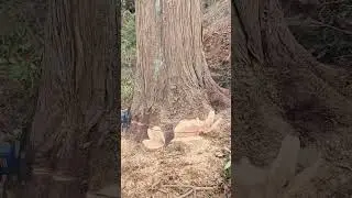 viral karo short kar do isko bhi #animatedcharacters #wood #phonkagressive #woodcarving #froakie