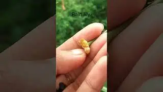 #love #rain #flowers #harvest #seeds #yellow #song #shorts