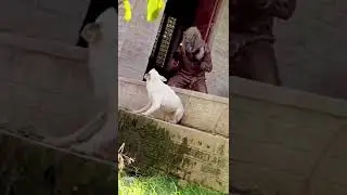 Dog Prank Wolf Mask  #shorts