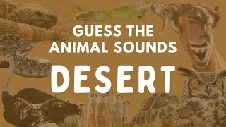 Guess The Animal Sounds Game | Desert Animals