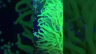 Soft and LPS corals system
