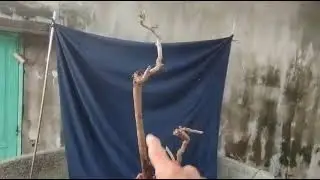 M815 gl c&acirc;y b&ugrave;m sum tr&agrave; kiến 100k LH 0707713796 Khương bonsai 