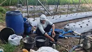 SMART PREPARATION STEP BEFORE FERTILIZING CROPS USING SIMPLE TOOLS - Agriculture Farming