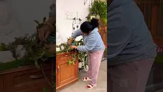 2 best  hanging plants name#hangingplants #balconygarden #gardeningtips #shorts