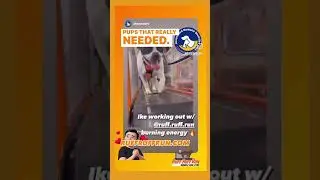 Any one who adopts him receives a complimentary monthly membership once the bus is operational