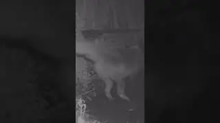 Foxes mating gets attacked #wildlife #urbangarden #garden #foxwatching