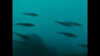 cuttlefish