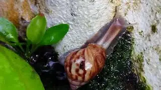 The Secret World of Snails: Nature's Slow Motion Wonders