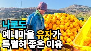 예내마을 순심 유자