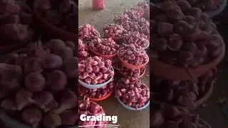 Export Onion Grading and Packing video #export #exportimport #onionexport