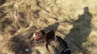 Boykin Spaniel Pheasant Hunt