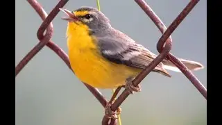 Reinita Mariposera / Adelaide's warbler (Setophaga adelaidae)