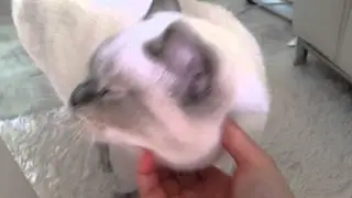 이봐 노춘이..눈꼽 좀 떼라니까 팩 토라져서 가버리냐ㅋㅋ[콩단맘,고양이,스코티쉬]