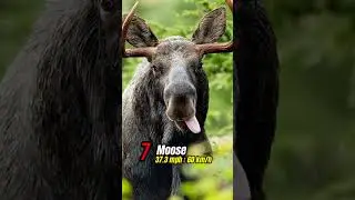 Top 10 Fastest Land Animals #fastest #world  #animals