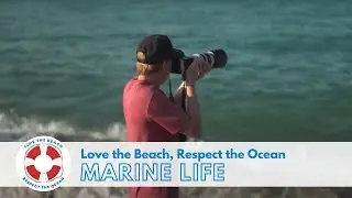 Marine Life Encounters: Love the Beach Respect the Ocean