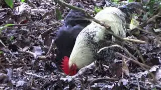 A black and white rooster foraging for food with a black hen in a pile of leaves. 4k UHD 50 FPS