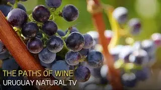 THE PATHS OF WINE IN URUGUAY
