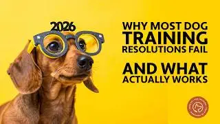 Why Most Dog Training Resolutions Fail (And What Actually Works)