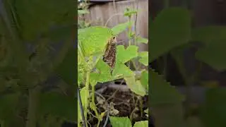 Always Look For Pests, Baby Leaf-Footed Bugs || DHBG