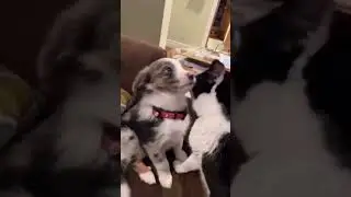 cute animals atrocities... #comedy #trending #viralvideo #cute #cuteanimals #shorts #funny #tiktok