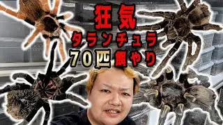 【狂気】タランチュラ70匹の餌やり作業をギュッと凝縮してみた【タランチュラショップ】| 奇蟲屋 榊