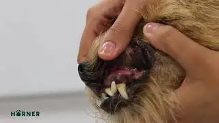 How To Check Your Pet Dog's Capillary Refill Time