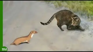Этот кот с мордой ласки быстро об этом пожалел