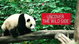 Tour-eka Moments by Cruise Nation - Video 1