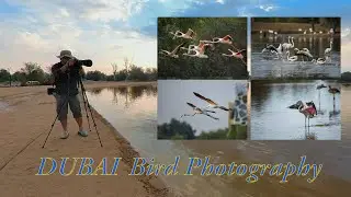 Dubai Bird Photography