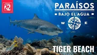 Tiger Beach