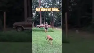 Watch me train a gundog with zero experience.