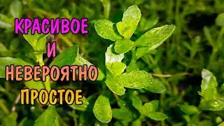 БАКОПА МОНЬЕ ВАРИЕГАТНАЯ ( bacopa monnieri variegatus )