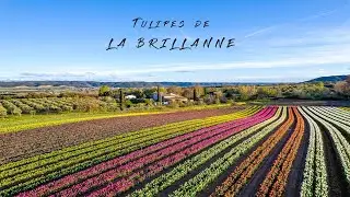 Tulipes De La BRILLANNE | Alpes-de-Haute-Provence | Cinematic Video