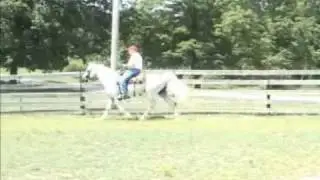 Legend's Top Gun - Missouri Foxtrotter Stallion for breeding also for sale