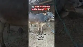 #MotherAndCalf, #FarmLife, #AnimalBonding, #CuteAnimals, #ViralVideo, #Reels, #Short, #Trending
