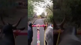 तुफानी वेगाचा बादशाह शंभू 🔝🦁👿🦅ऑलराउंडर लक्ष्या शेठ 🔝🦁👿🦅